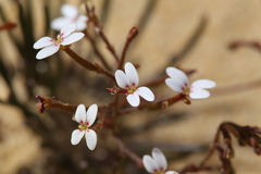 Stylidium kalbarriense