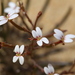 Stylidium kalbarriense - Photo (c) Hugo Innes, some rights reserved (CC BY), uploaded by Hugo Innes