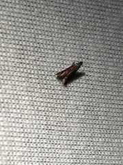 Varneria postremella