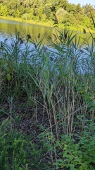 Phragmites australis australis