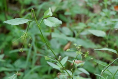 Zizia aurea