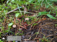 Mycetinis scorodonius