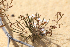 Stylidium kalbarriense