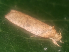 Agonopterix