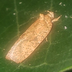 Agonopterix