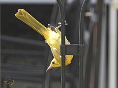 Icterus cucullatus