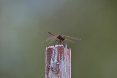 Sympetrum costiferum