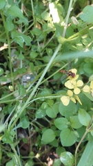 Episyrphus viridaureus
