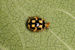 Propylea quatuordecimpunctata