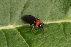 Eutomostethus ephippium