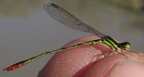 Lesser Pincer-tailed Wisp
