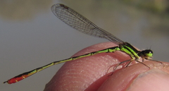 Agriocnemis victoria