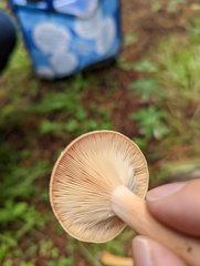 Lactarius rufus