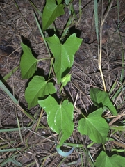 Calystegia sepium