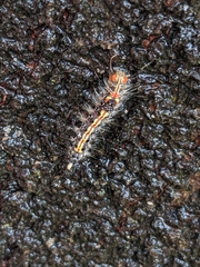 Orvasca subnotata