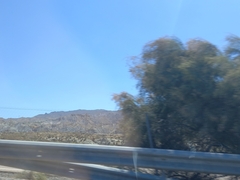 Tamarix