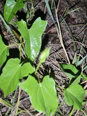 Calystegia sepium