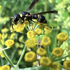 Parancistrocerus perennis