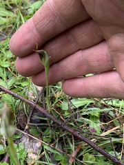 Pterostylis pedunculata