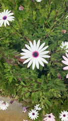 Dimorphotheca