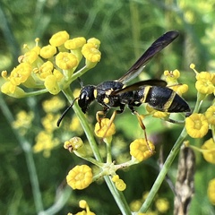 Parancistrocerus perennis