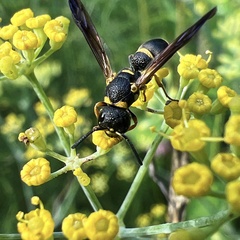 Parancistrocerus perennis