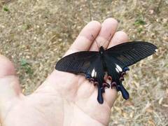 Papilio syfanius