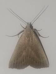 Macrochilo louisiana