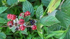Rubus pensilvanicus