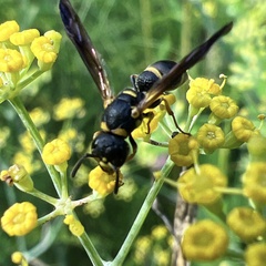 Parancistrocerus perennis