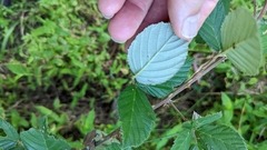 Rubus pensilvanicus