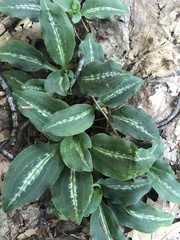 Goodyera oblongifolia