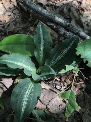 Goodyera oblongifolia