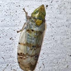 Japananus hyalinus
