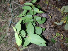 Vincetoxicum nigrum
