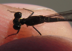 Agriocnemis victoria