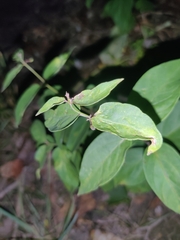 Vincetoxicum nigrum