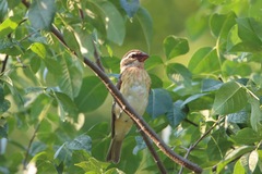 Pheucticus ludovicianus