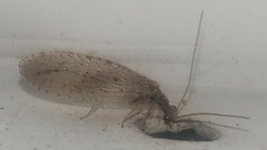 Micromus subanticus