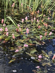 Persicaria amphibia