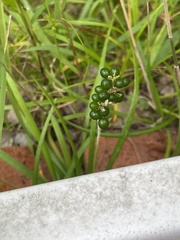 Liriope muscari
