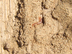 Lithobiomorpha