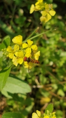 Episyrphus viridaureus