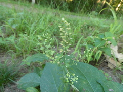 Lepidium virginicum
