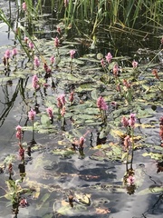 Persicaria amphibia