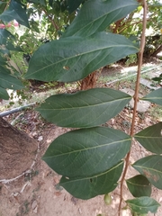 Lagerstroemia subcostata