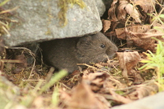 Clethrionomys gapperi