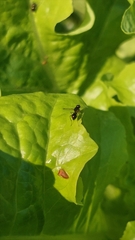 Parapalaeosepsis plebeia