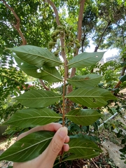 Lagerstroemia subcostata