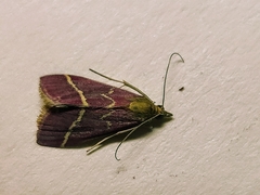 Pyrausta volupialis